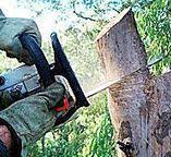 Best Arborist Consultation Services  in Rayre, MO