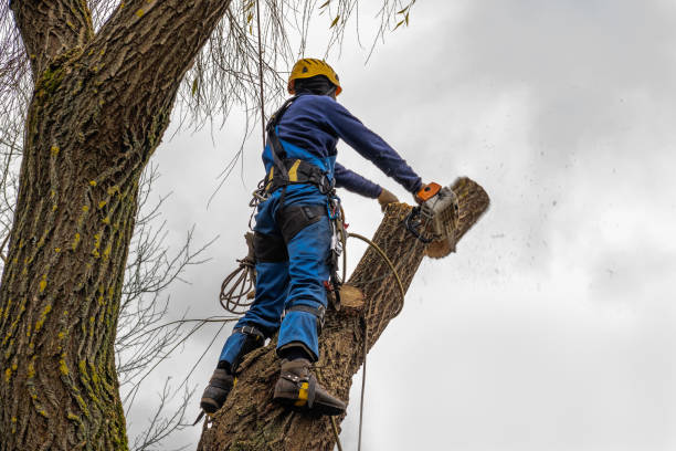 Best Tree Disease Treatment  in Rayre, MO